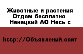 Животные и растения Отдам бесплатно. Ненецкий АО,Несь с.